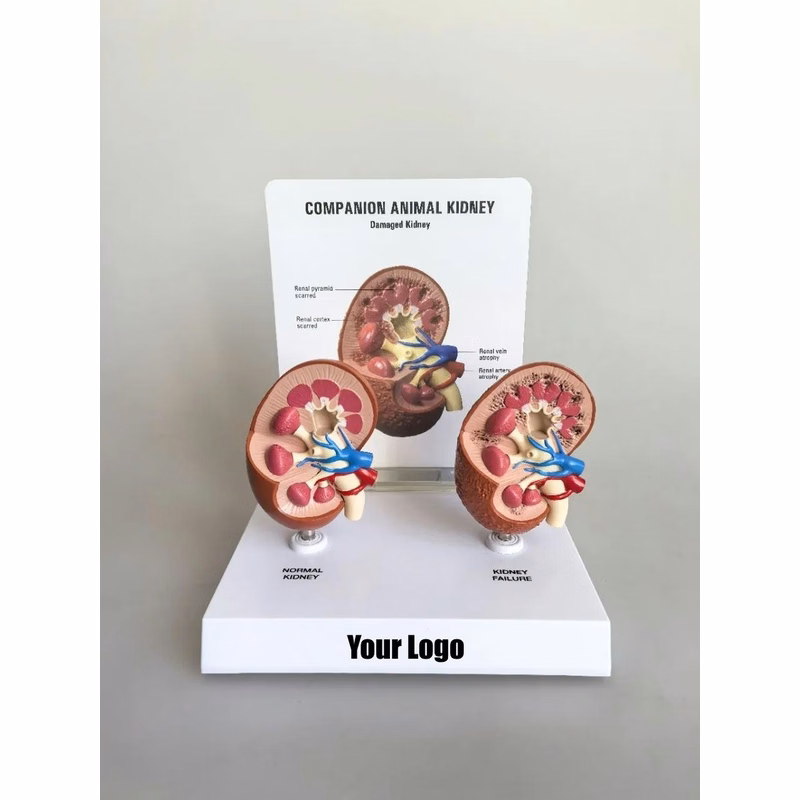 2-Piece Animal Kidney Model Set