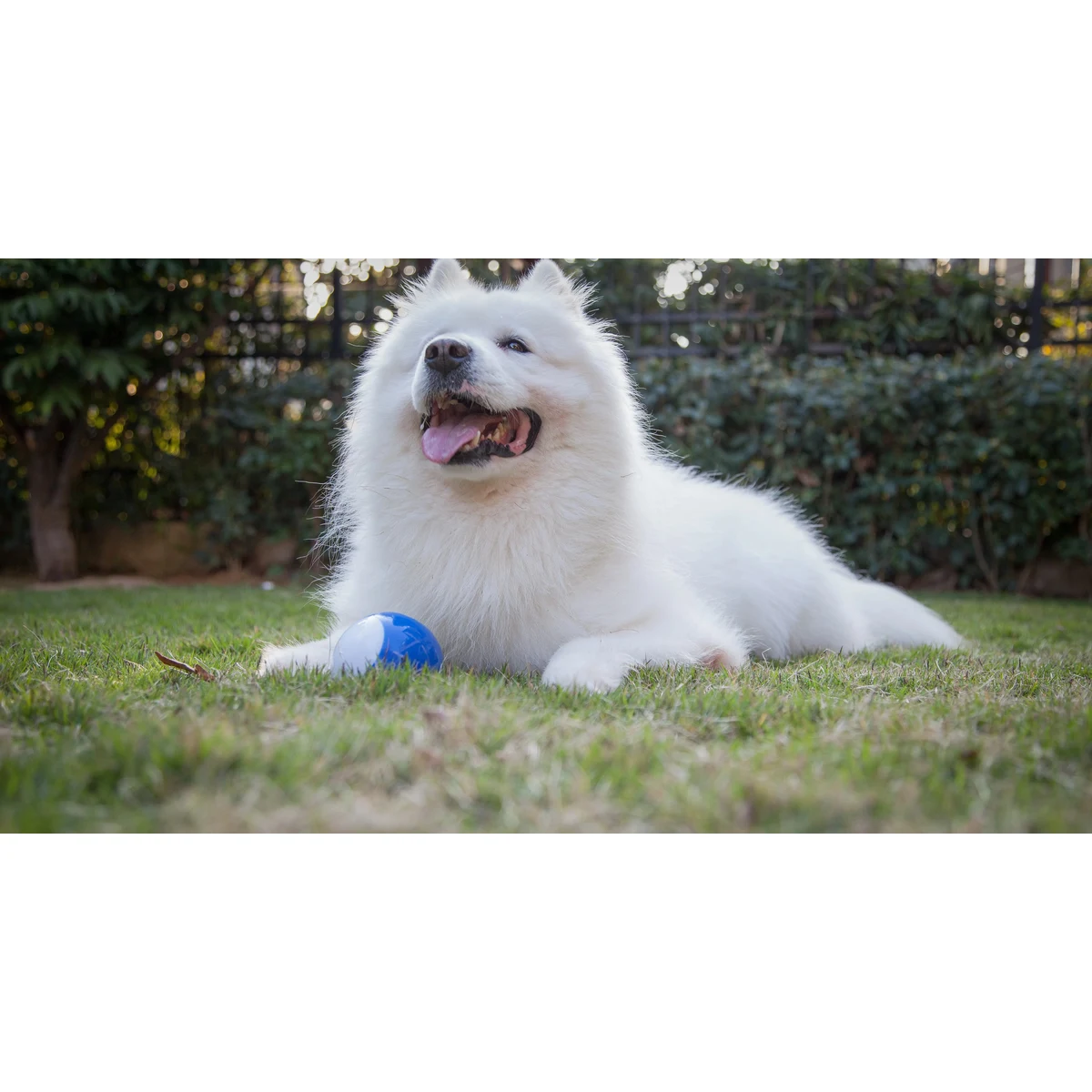 Interactive Dog Smart Ball 1