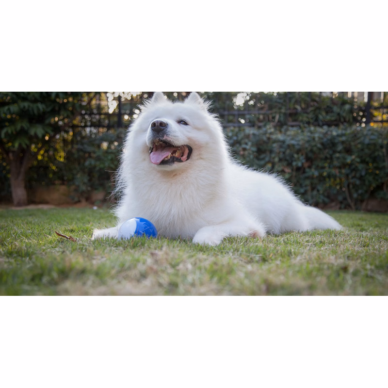 Interactive Dog Smart Ball