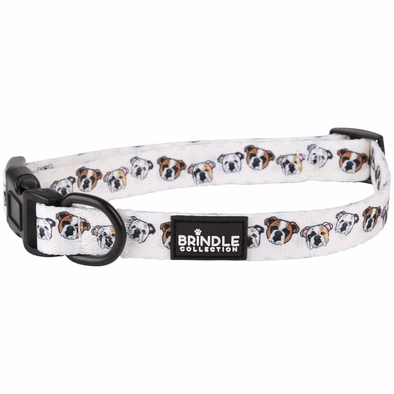 Dog Collar: Medium