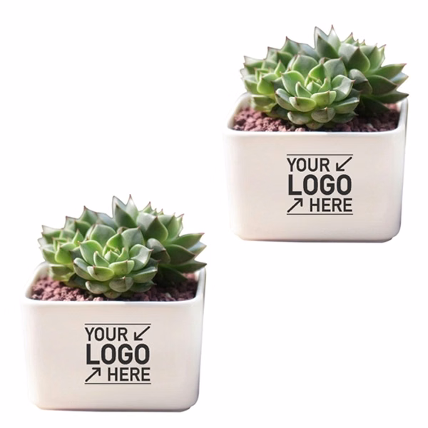 Mini Ceramic Planter Pots (Plants NOT Included)