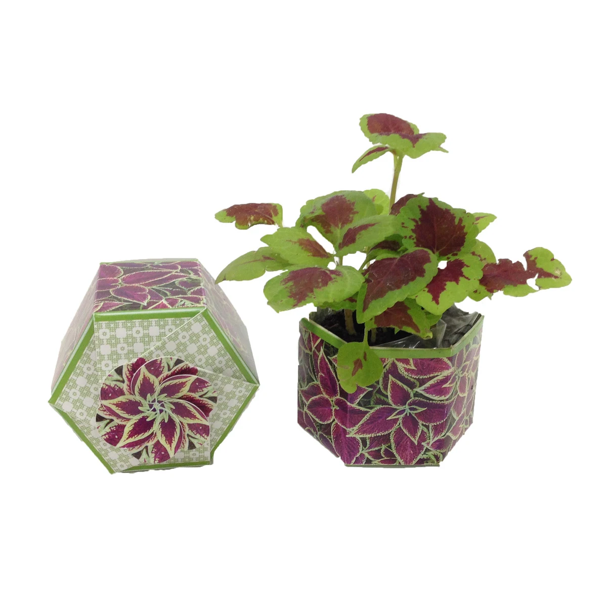 Coleus 'Rainbow' SeedGems Paper Planter - Biodegradable grow kit 1