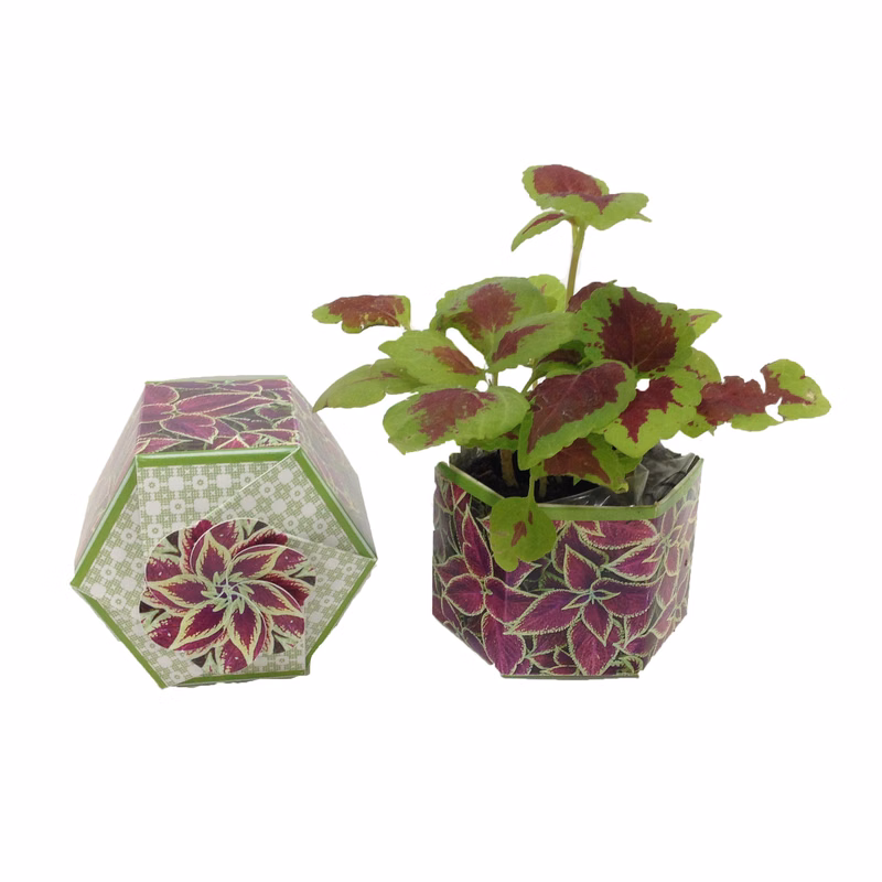 Coleus 'Rainbow' SeedGems Paper Planter - Biodegradable grow kit