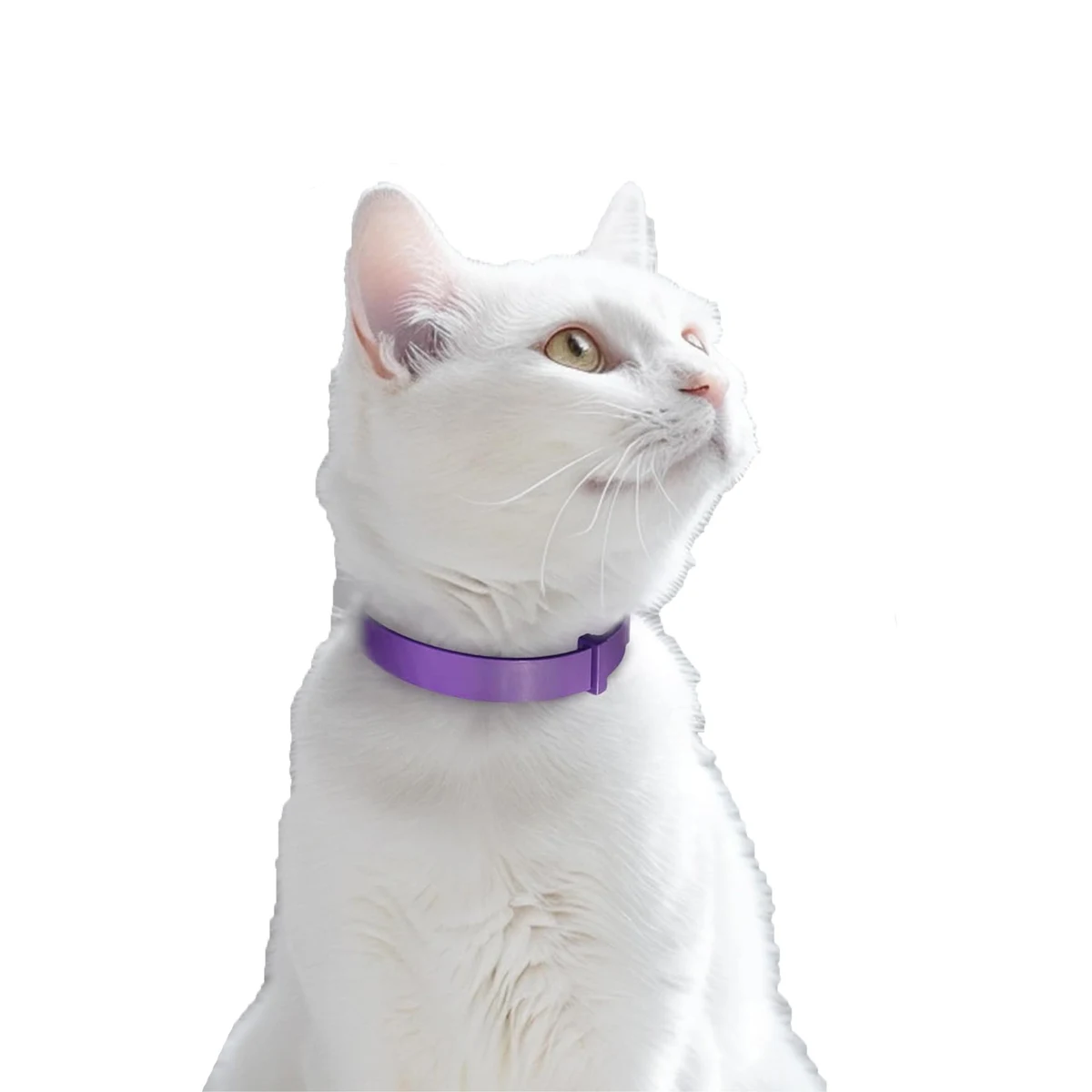 Feline Soothe Adjustable Collar 1