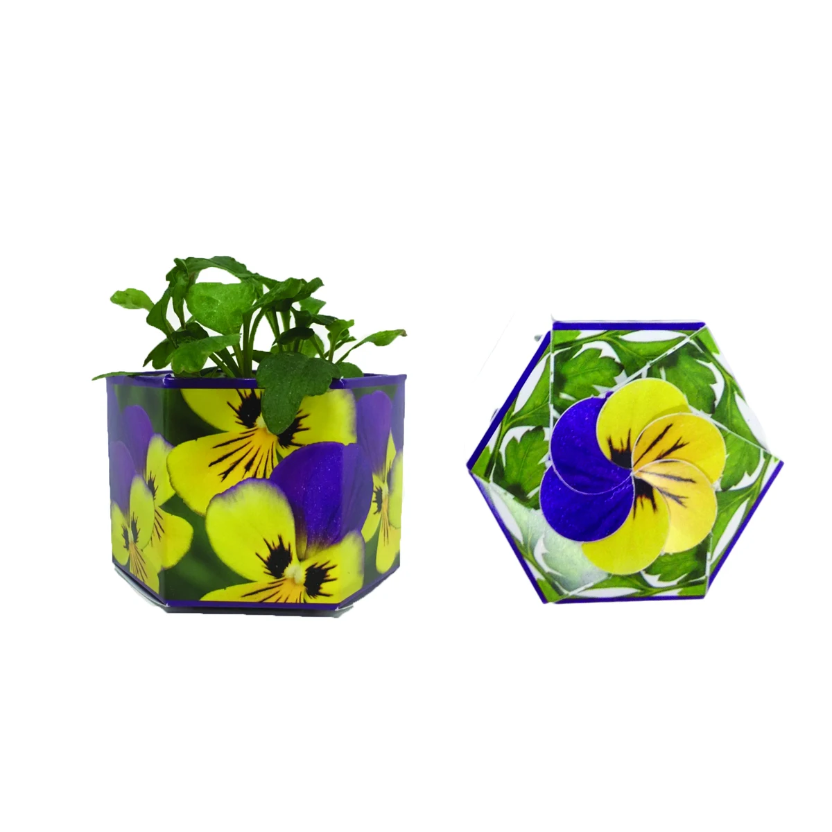 Johnny Jump Up SeedGems Paper Planter - Biodegradable grow kit 1