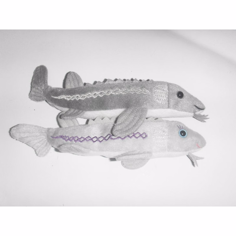 Sturgeon Fish