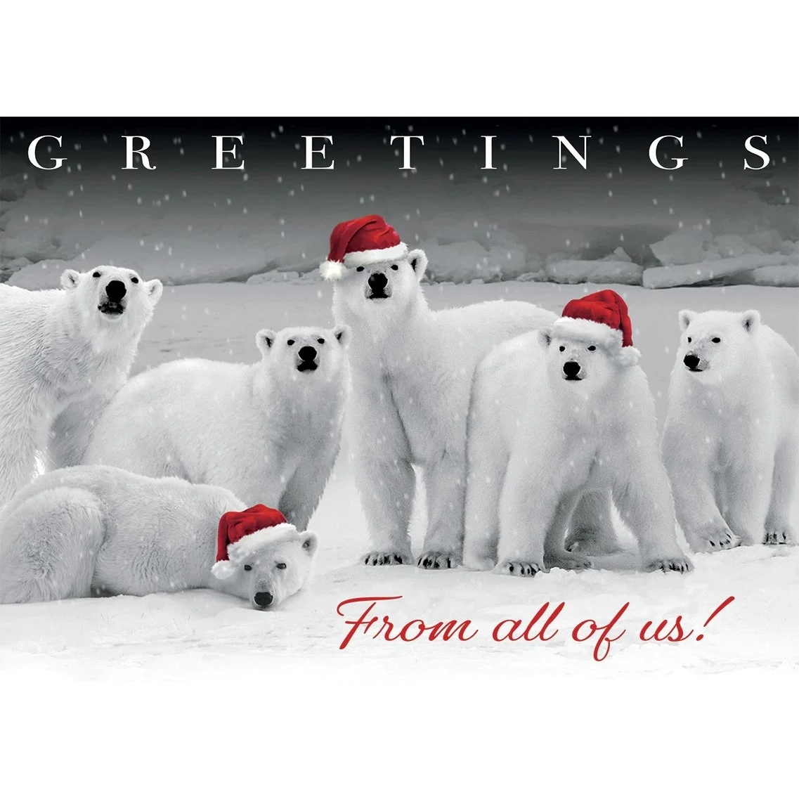 Polar Pack Holiday Cards 1