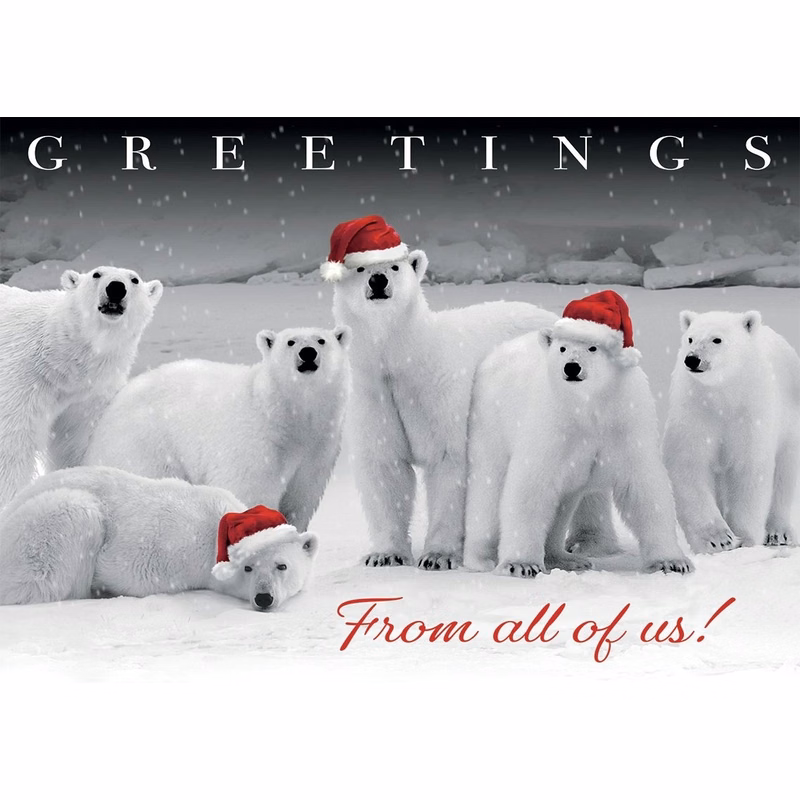 Polar Pack Holiday Cards