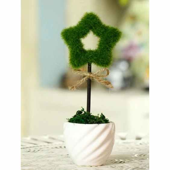Hollow Star Table Plants